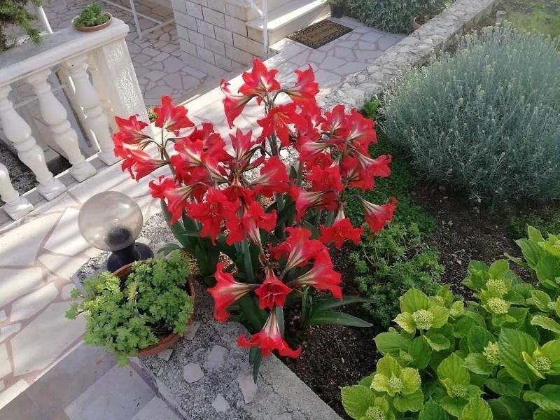 Apartment Cactus Donji Okrug Croatia