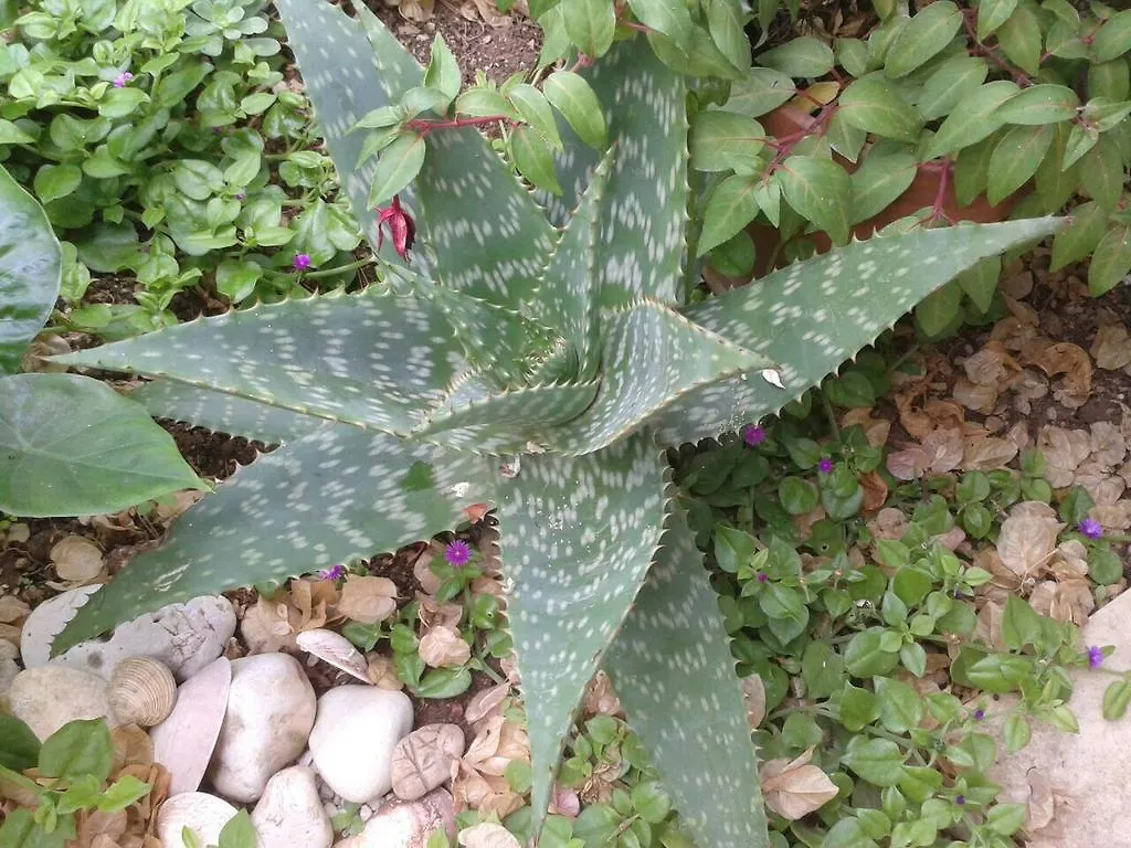 Apartment Cactus Donji Okrug