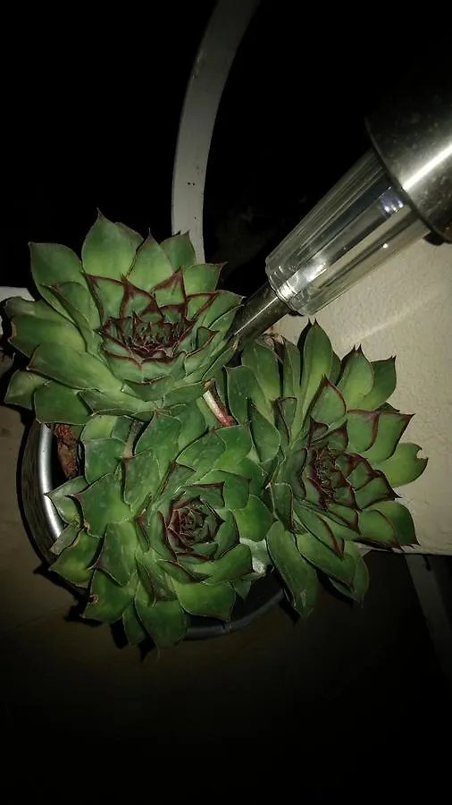 Apartment Cactus Donji Okrug